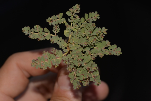 Euphorbia drummondii, 2023-11-13