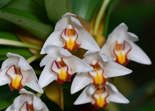 Clavicaulis Orchid