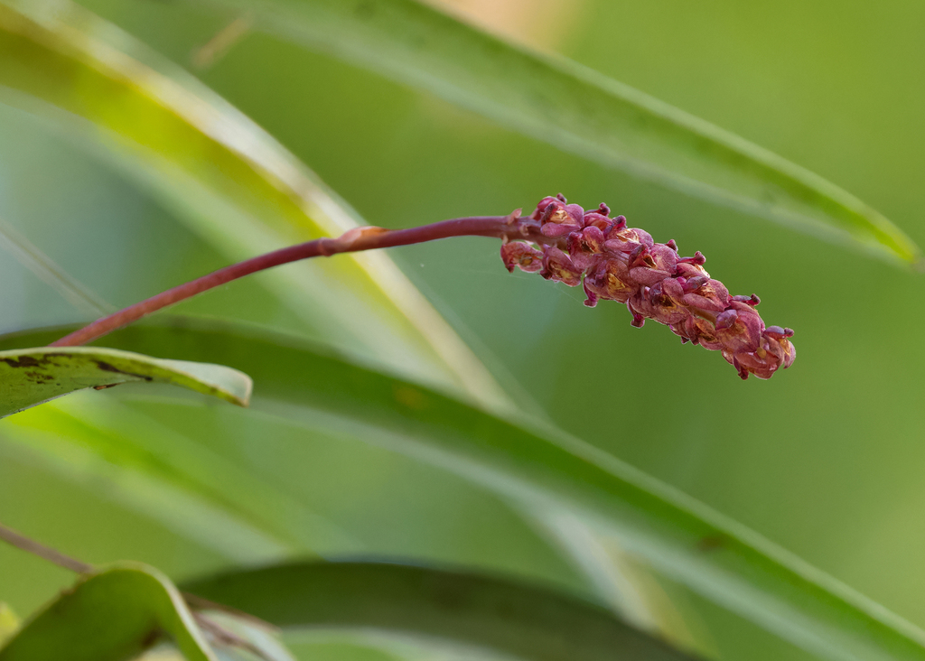 Bulbophyllum khasyanum (Bulbophyllum khasyanum)