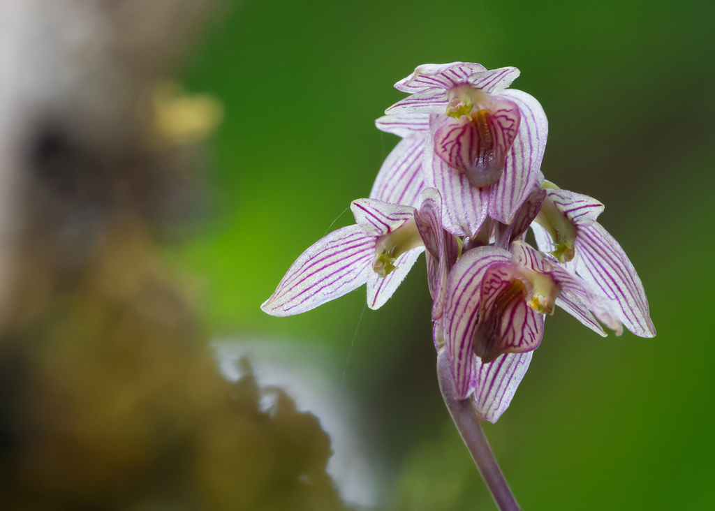 Bulbophyllum medioximum (Bulbophyllum medioximum)