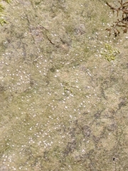Bacidina delicata