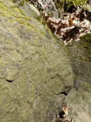 Bacidina delicata