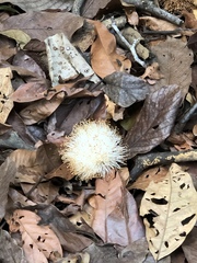 Pseudobombax septenatum