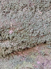 Flakea papillata