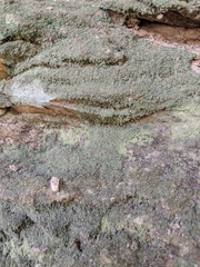 Flakea papillata