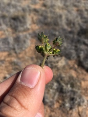 Cymopterus glomeratus