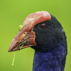 Australasian Swamphen photo 4