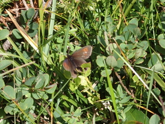 Erebia epiphron