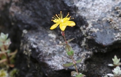 Hypericum pulchrum