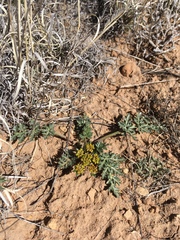 Cymopterus glomeratus