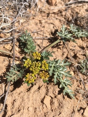Cymopterus glomeratus
