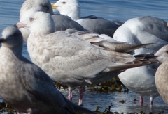 Larus argentatus × hyperboreus