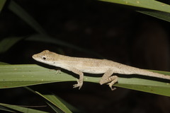 Anolis sericeus