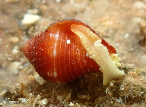 Pseudonebularia chrysalis observed 2023-11-21