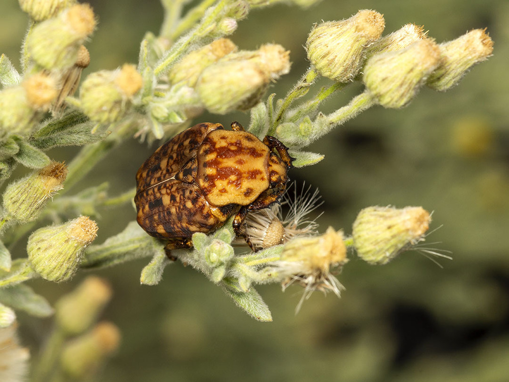 Common Marbled Fruit Chafer from Waterberg District Municipality, South ...