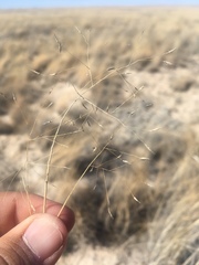 Muhlenbergia pungens