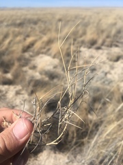 Muhlenbergia pungens