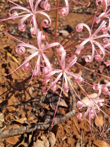 Ammocharis tinneana