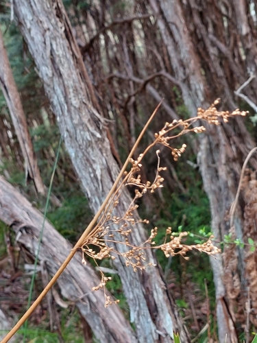 Juncus alexandri (Juncus alexandri)