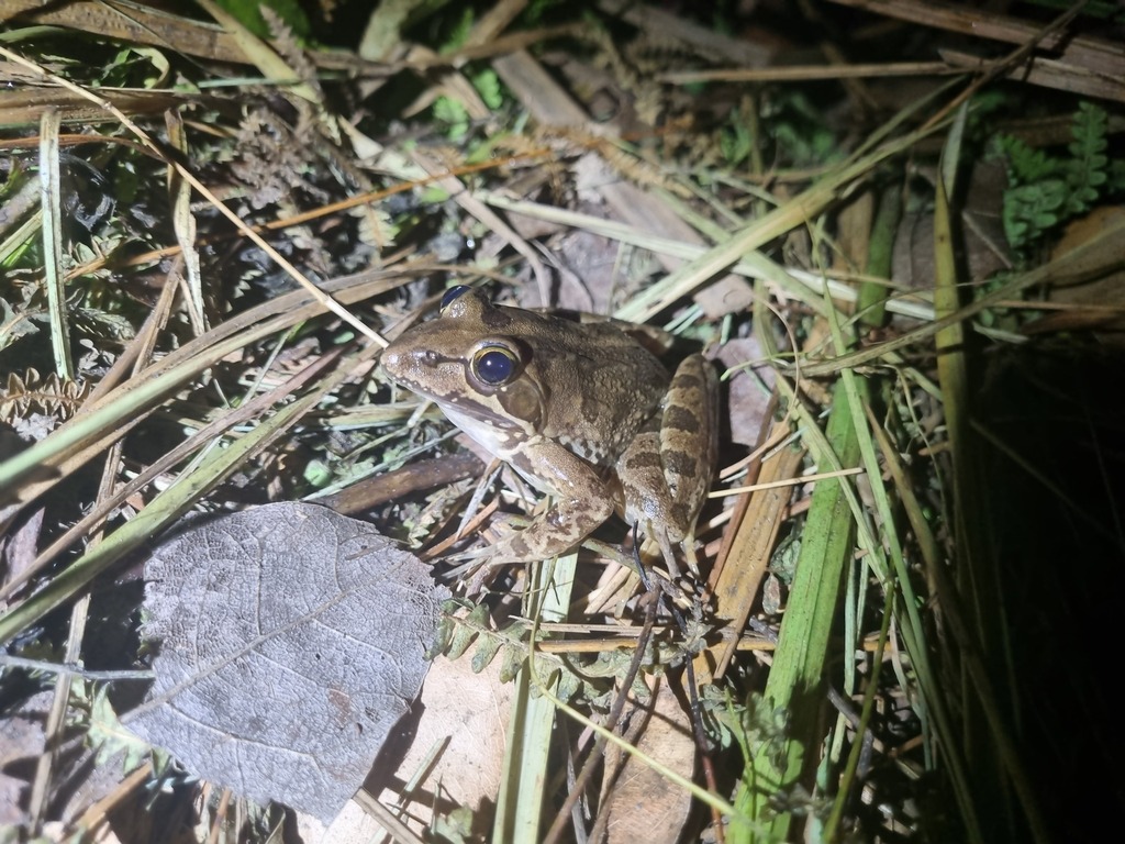 Chapin's River Frog