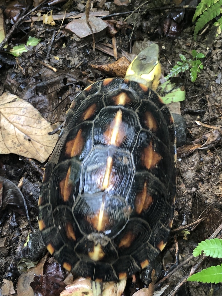 Ryukyu Yellow-margined Box Turtle in September 2021 by midori_yaroo ...