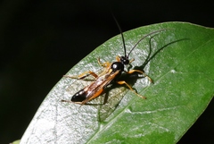 Degithina sollicitoria