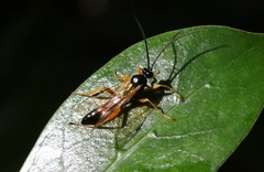 Degithina sollicitoria