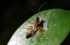 Degithina sollicitoria
