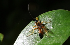 Degithina sollicitoria