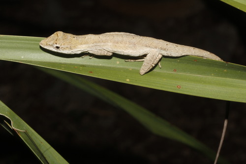 Silky Anole
