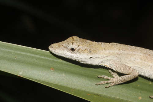 Silky Anole