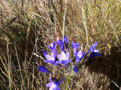 Triteleia laxa