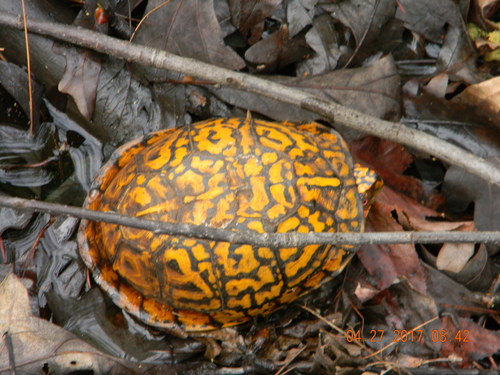Common Box Turtle, New Jersey, US, photo 10 of 10