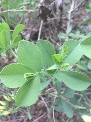 Baptisia bracteata leucophaea
