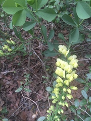 Baptisia bracteata leucophaea