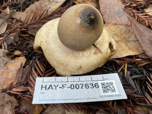 Geastrum (Photo 6 of 7)