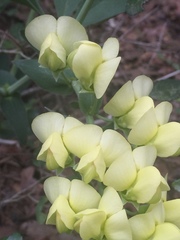 Baptisia bracteata leucophaea