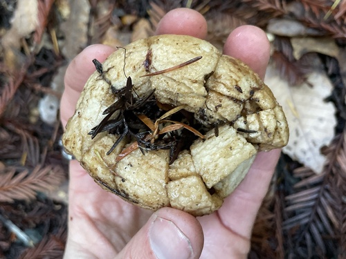 Geastrum (Photo 5 of 7)