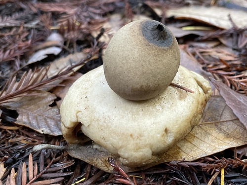 Geastrum
