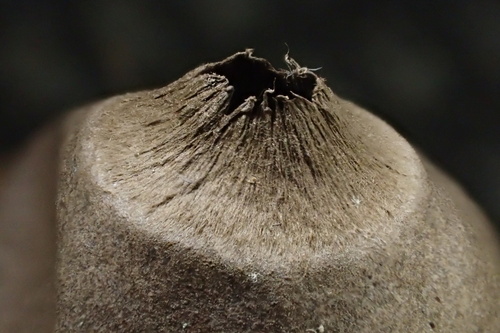 Geastrum (Photo 3 of 7)