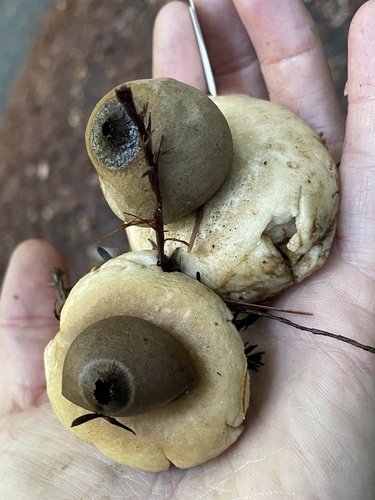 Geastrum (Photo 2 of 7)
