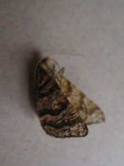 Epelis truncataria