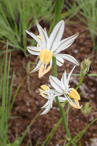 Recurve Green Lily (Chlorophytum recurvifolium)