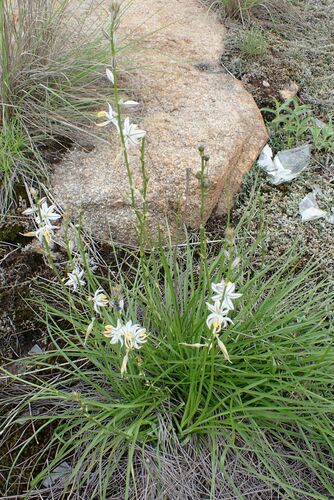 Image of Chlorophytum recurvifolium by no rights reserved
