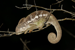 Warty Chameleon photo 2