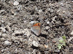 Erebia hispania
