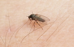 Austrosimulium