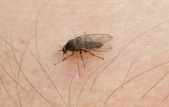 Austrosimulium
