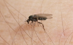 Austrosimulium