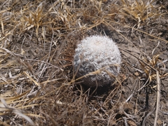 Mammillaria haageana